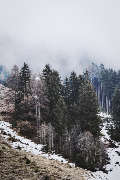 Pinos verdes bajo cielo blanco