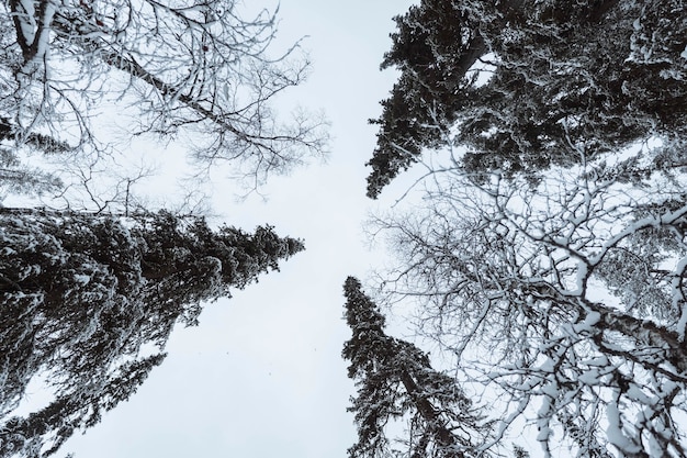 Pintoresco bosque de pinos cubierto de nieve en el Parque Nacional Oulanka, Finlandia