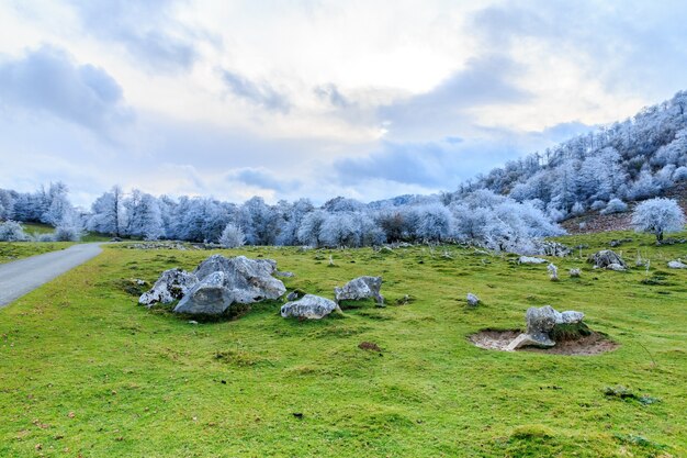 Pintoresco paisaje con árboles helados y un campo verde bajo un cielo nublado