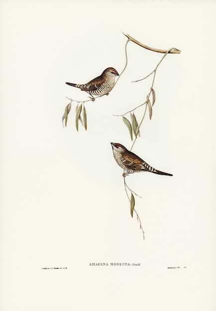 Foto gratuita pinzón de color liso (amadina modesta) ilustrado por elizabeth gould