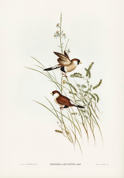 Pinzón de hierba de orejas blancas (Poephila leucotis) ilustrado por Elizabeth Gould