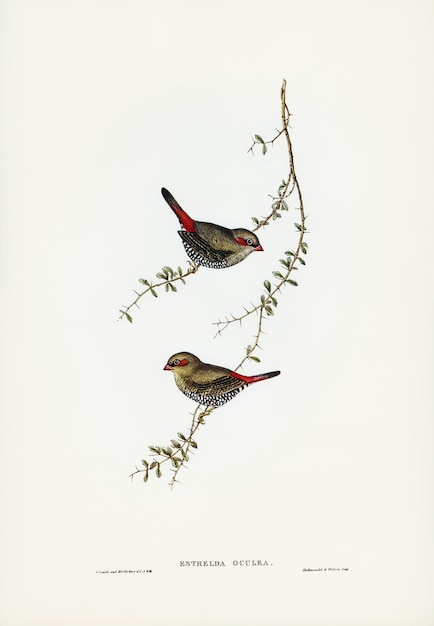 Pinzón de orejas rojas (estrelda oculea) ilustrado por elizabeth gould