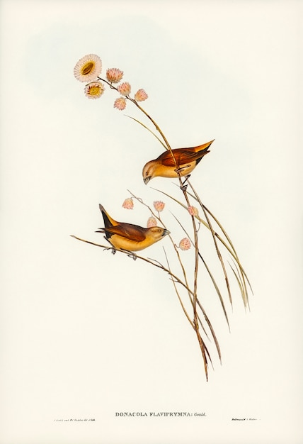Pinzón de rabadilla amarilla (Donacola flaviprymna, Gould) ilustrado por Elizabeth Gould