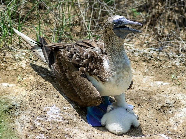 Piquero de pie sobre un suelo seco agrietado