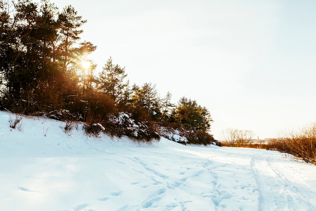 Foto gratuita pista de esquí en paisaje nevado con árboles