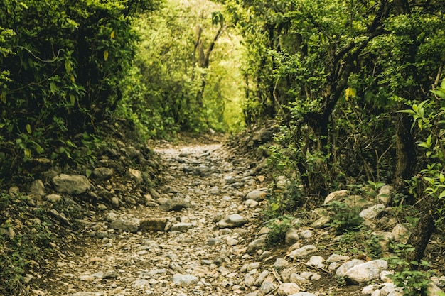 Pista de plata arbolado árbol ecología senderos