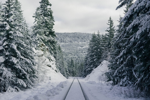 Pistas de esquí en una empinada colina nevada en el bosque