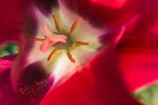 Pistilo y estambre de una flor de tulipán rojo