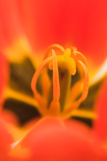 Pistilos de bella flor roja fresca.