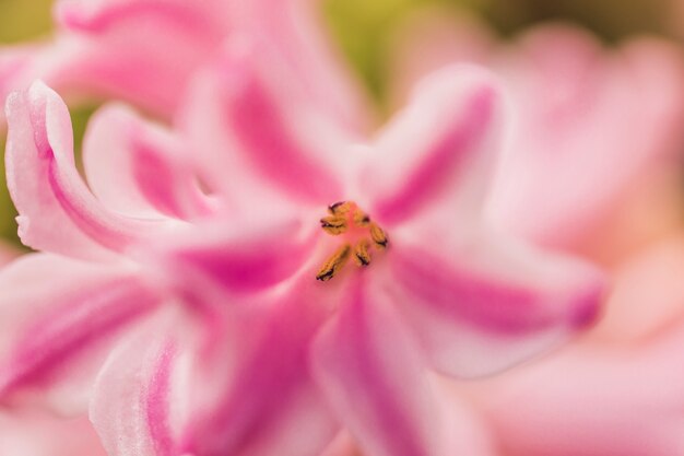 Pistilos de bella rosa y blanca flor fresca.