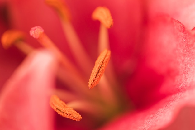 Pistilos de bella rosa flor fresca