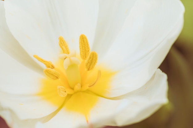 Pistilos de maravillosa flor blanca fresca.