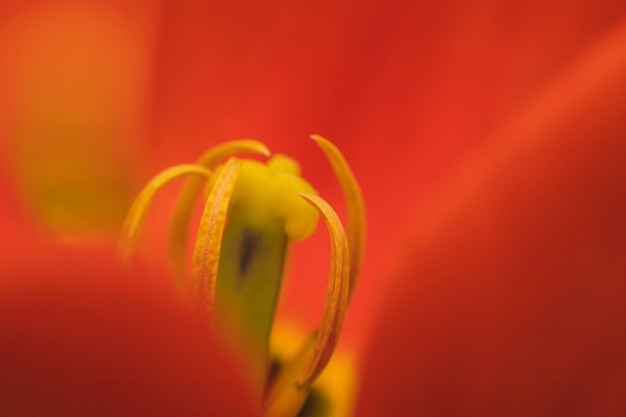 Pistilos de maravillosa flor roja fresca.