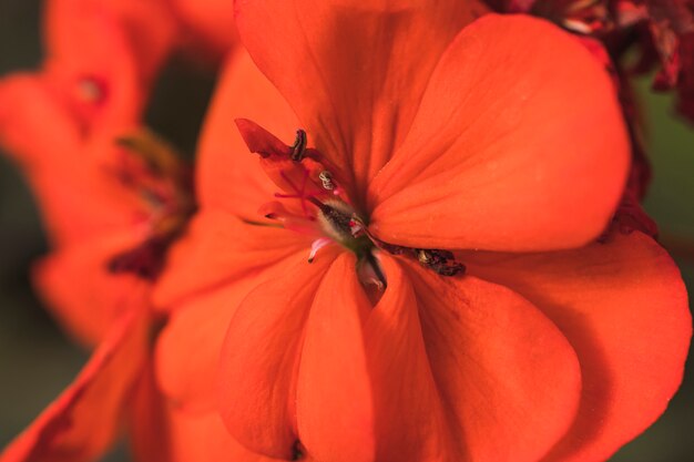 Pistilos de maravillosa flor roja.