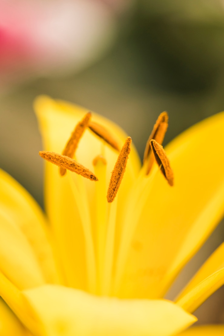 Foto gratuito pistilos con polen de flor amarilla.