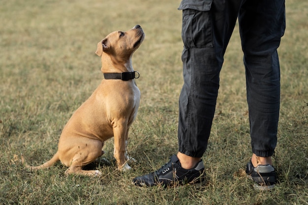 Pitbull mirando a su dueño