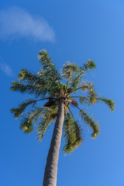 Plam en el cielo azul de fondo