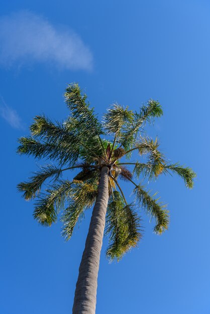 Plam en el cielo azul de fondo