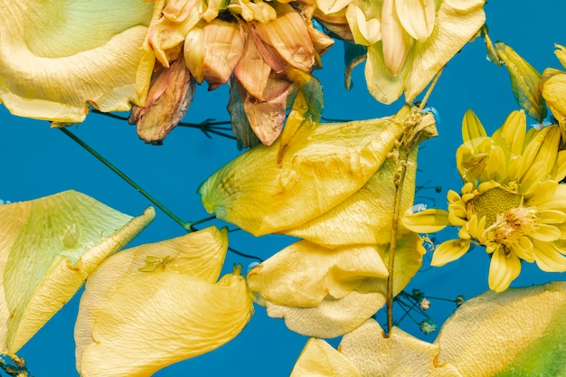 Plana pone flores amarillas y pétalos en agua