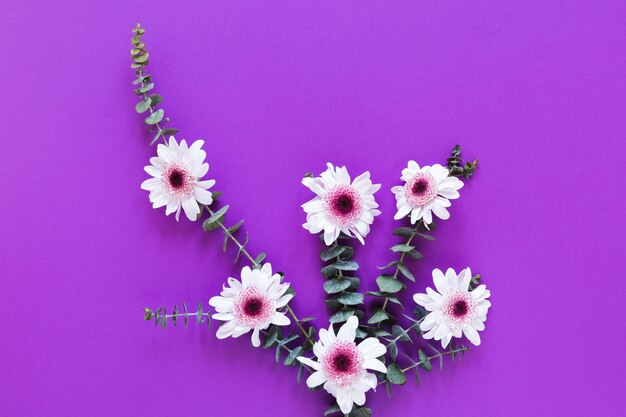 Plana pone flores blancas de primavera con hojas