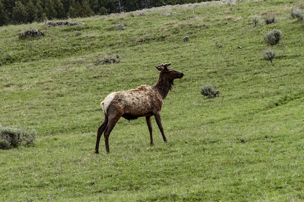 Plano amplio de un alce en el parque nacional de Yellowstone de pie sobre un campo verde