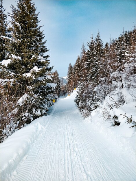 Plano amplio de una carretera rodeada de pinos con un cielo azul en invierno