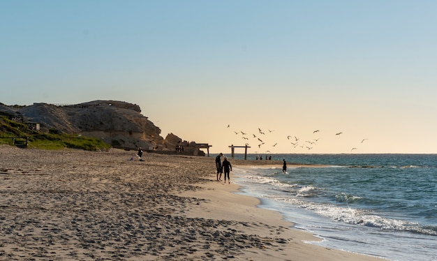 Plano amplio de gaviotas alimentándose en el mar durante la puesta del sol en Manta Ray Bay en Australia Occidental