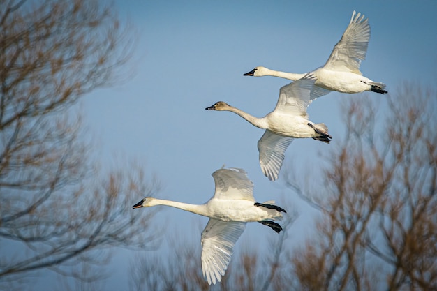 Plano amplio de un grupo de cisnes de la tundra volando y migrando en un cielo nublado