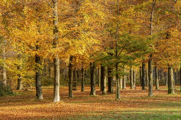 Plano amplio de un hermoso parque lleno de árboles en un día nublado