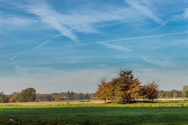 Foto gratuita plano amplio de un parque con árboles y un cielo azul con rayas de nubes