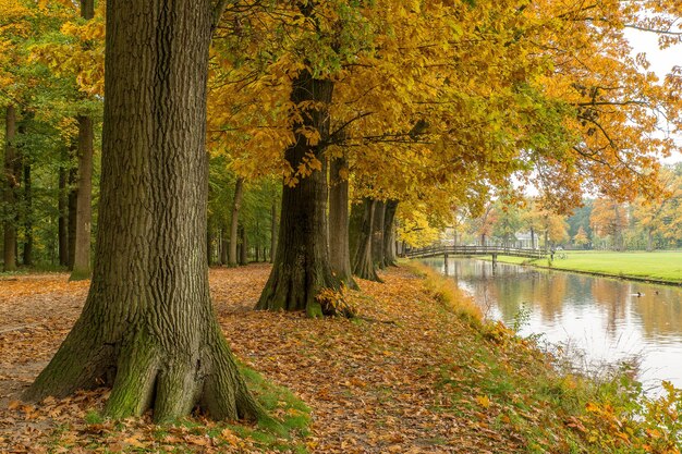 Plano amplio de un parque y un lago cubiertos de hojas secas con árboles alrededor del área.