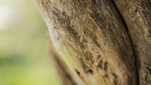 Plano detalle de tronco de árbol