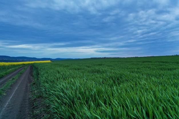 Plano general de un campo de hierba cerca de un camino con hermoso cielo azul