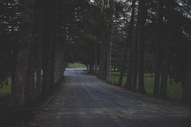 Plano general de una carretera rodeada de árboles en un bosque