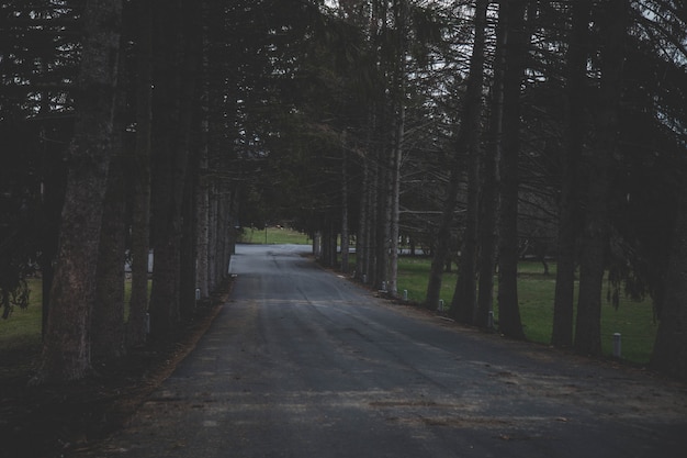 Plano general de una carretera rodeada de árboles en un bosque