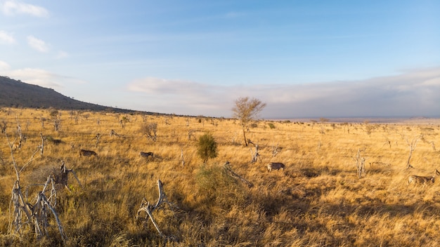 Plano general de cebras pastando en un campo bajo el cielo azul en Tsavo West, Taita Hills, Kenia