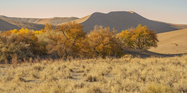 Plano general de un desierto con arbustos secos y dunas de arena durante el día