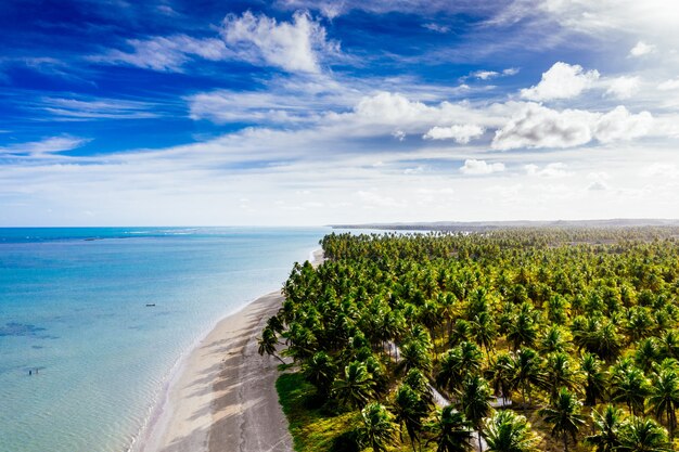 Plano general de una hermosa costa con arena blanca bordeada de cocoteros en un día soleado