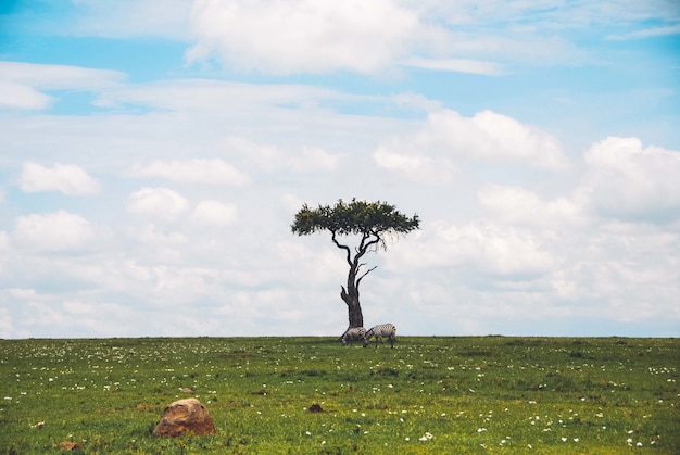 Plano general de un hermoso árbol aislado en un safari con dos cebras pastando la hierba cerca de él