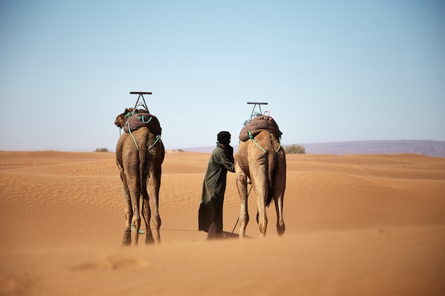 Plano general de un macho y dos camellos caminando en el desierto marroquí durante el día