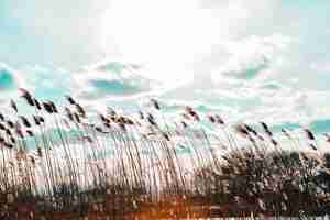 Foto gratuita plano general de phragmites en un viento con cielo nublado