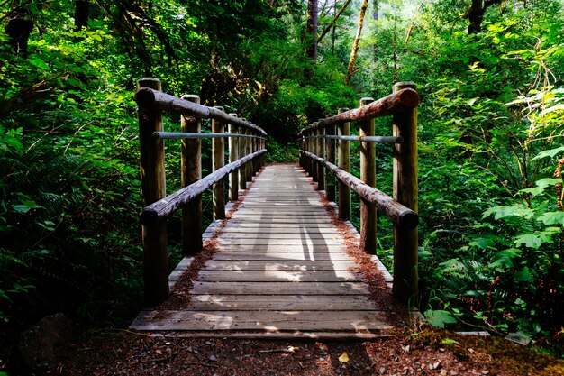 Plano general de un puente de madera rodeado de árboles y plantas verdes.