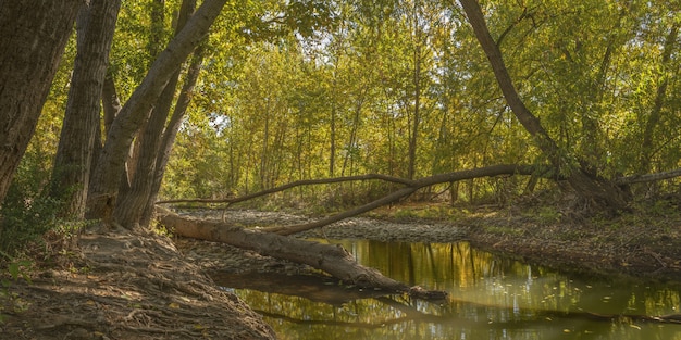 Plano general de un río en medio de árboles de hojas verdes en el bosque durante el día