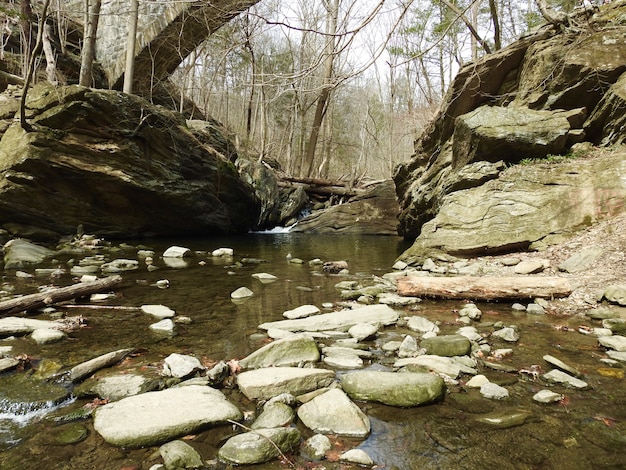 Plano general de un río rodeado de árboles desnudos con muchas rocas