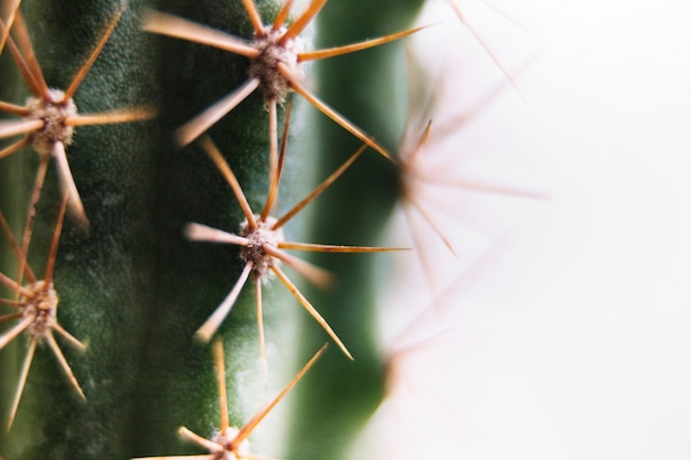 Foto gratuita plano macro de un cactus puntiagudo