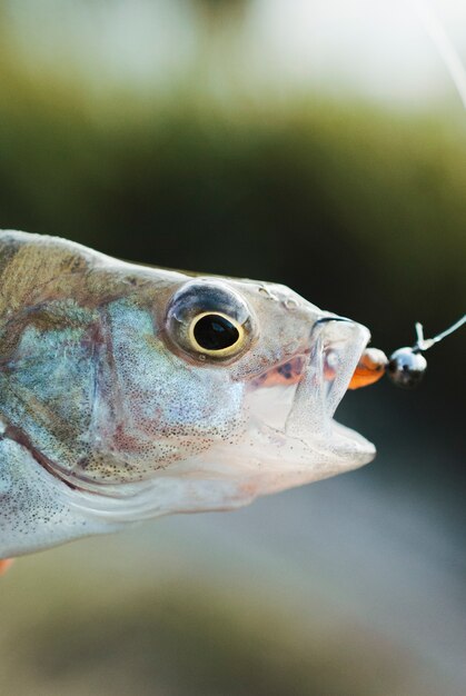 Plano macro de cebo de pesca dentro de la boca de pescado