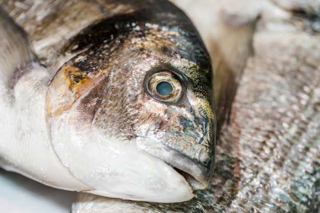 Plano macro de pescado congelado en la tienda