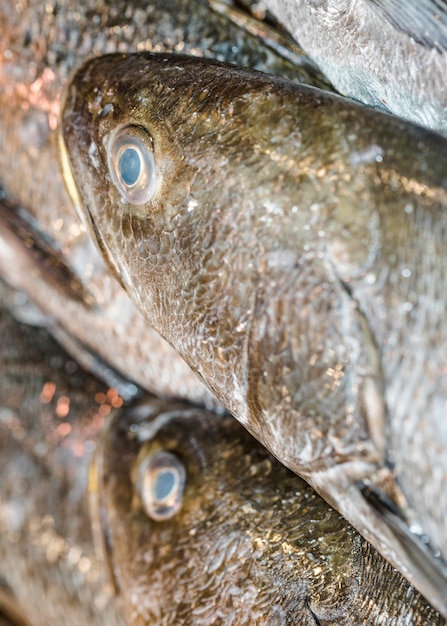 Plano macro de pescado fresco