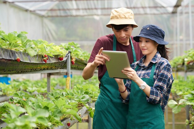 Plano medio de dos compañeros de trabajo de la granja frente a la cámara de pie en el invernadero y mirando la pantalla de la tableta
