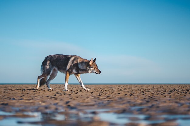 Plano selectivo amplio de un perro lobo marrón y blanco concentrado caminando sobre un suelo marrón